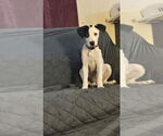Small #2 Mutt