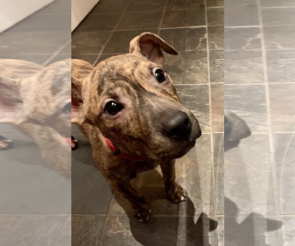 Medium Photo #10 American Pit Bull Terrier-Unknown Mix Puppy For Sale in Landenberg, PA, USA