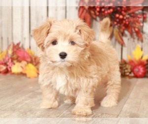Maltese-Poodle (Toy) Mix Puppy for sale in MOUNT VERNON, OH, USA