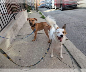 Mutt Dogs for adoption in Philadelphia, PA, USA