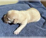Small Photo #69 Labrador Retriever Puppy For Sale in HIGH POINT, NC, USA