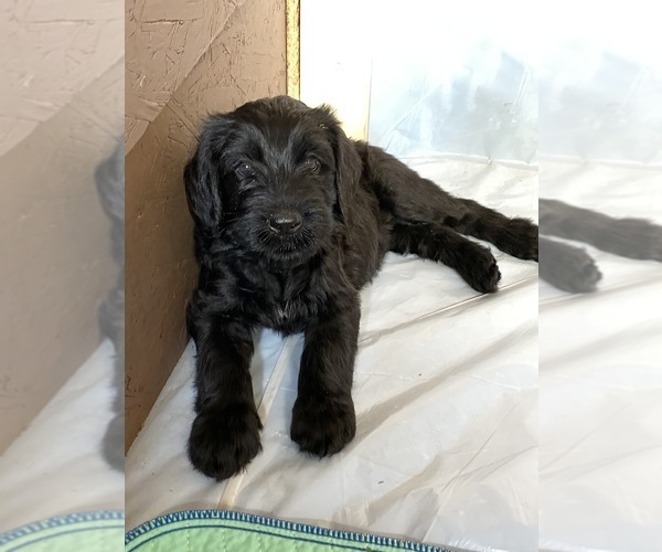 Medium Photo #24 Doodle-Goldendoodle Mix Puppy For Sale in DADE CITY, FL, USA