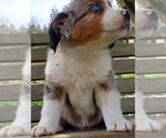 Small Photo #7 Miniature Australian Shepherd Puppy For Sale in HILLSBORO, OR, USA