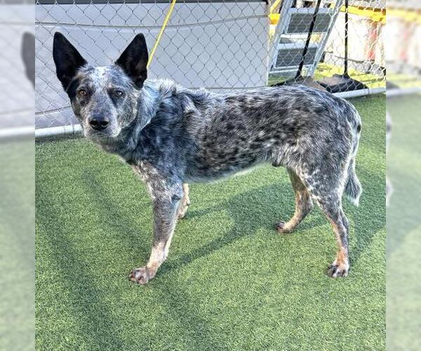 Medium Photo #1 Texas Heeler Puppy For Sale in Camarillo, CA, USA