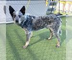 Small Texas Heeler