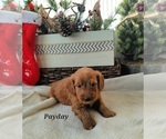 Small Photo #7 Goldendoodle (Miniature) Puppy For Sale in REED CITY, MI, USA