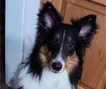 Small #1 Shetland Sheepdog