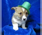 Small Photo #13 Pembroke Welsh Corgi Puppy For Sale in NORWOOD, MO, USA