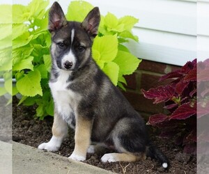 German Shepherd Dog-Siberian Husky Mix Puppy for sale in FREDERICKSBG, OH, USA