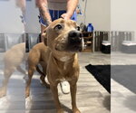 Small Labrador Retriever Mix
