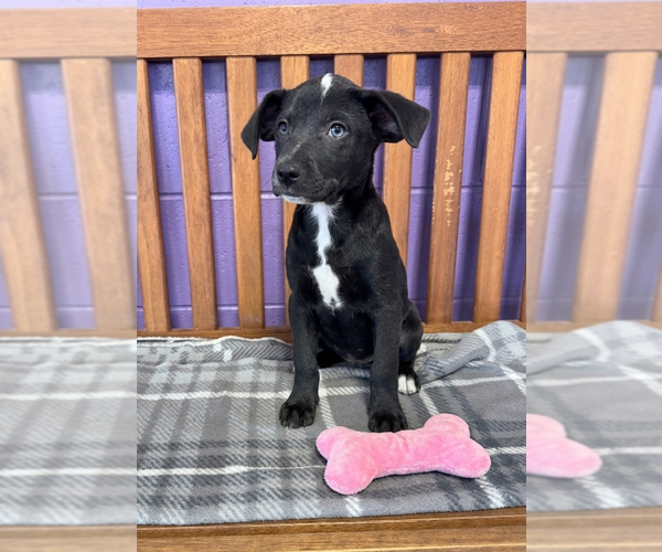 Medium Photo #2 Labrador Retriever-Unknown Mix Puppy For Sale in Genesee, WI, USA