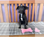 Small #1 Labrador Retriever Mix