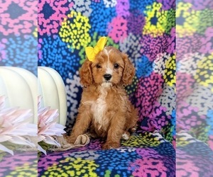 Cavapoo Puppy for sale in LEOLA, PA, USA