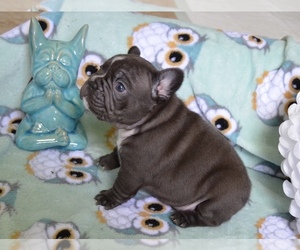 French Bulldog Puppy for sale in HENDERSON, KY, USA