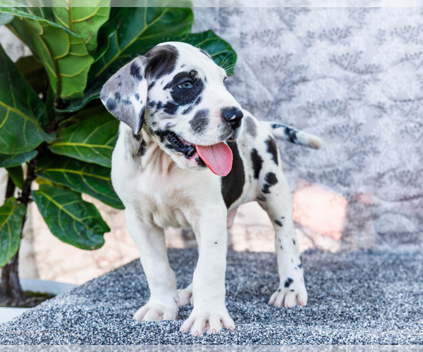 Medium Photo #18 Great Dane Puppy For Sale in WAKARUSA, IN, USA
