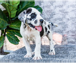 Small #17 Great Dane
