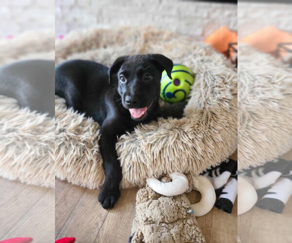 Medium Photo #6 Mutt Puppy For Sale in Des Moines, IA, USA