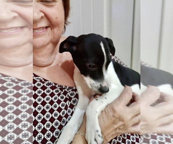 Medium Photo #1 Rat Terrier-Unknown Mix Puppy For Sale in Mooresville, NC, USA