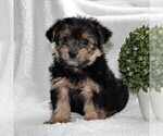 Small Yorkshire Terrier