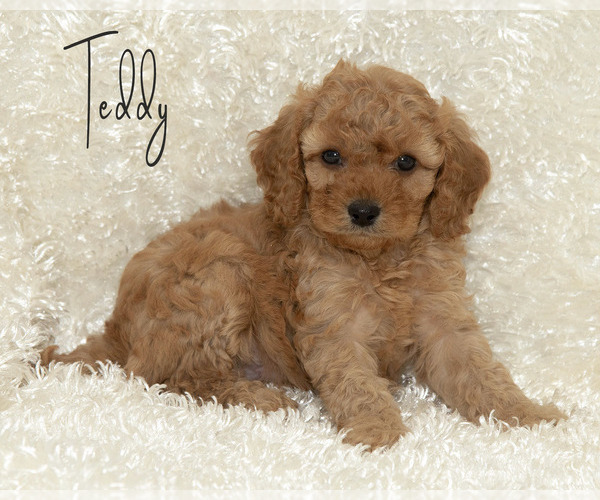 Medium Photo #1 Golden Cavadoodle Puppy For Sale in SAINT MARYS, KS, USA