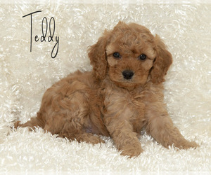 Medium Golden Cavadoodle