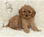 Puppy 2 Golden Cavadoodle