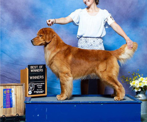 Father of the Golden Retriever puppies born on 03/10/2025