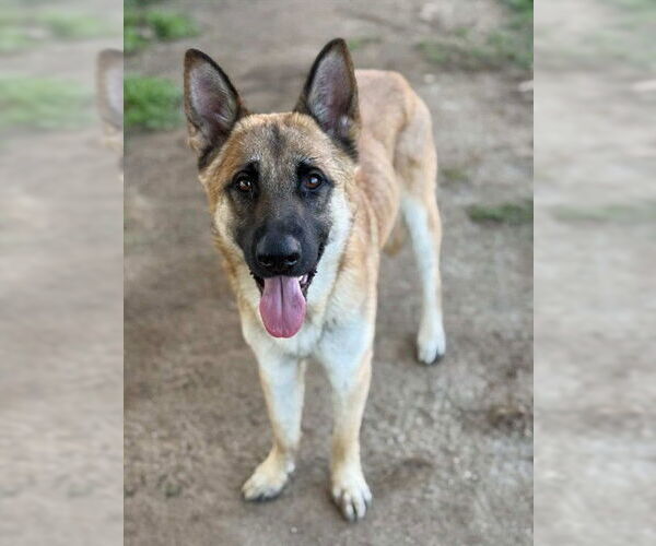 Medium Photo #2 German Shepherd Dog Puppy For Sale in Riverside, CA, USA
