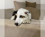 Small #3 Australian Shepherd-Great Pyrenees Mix