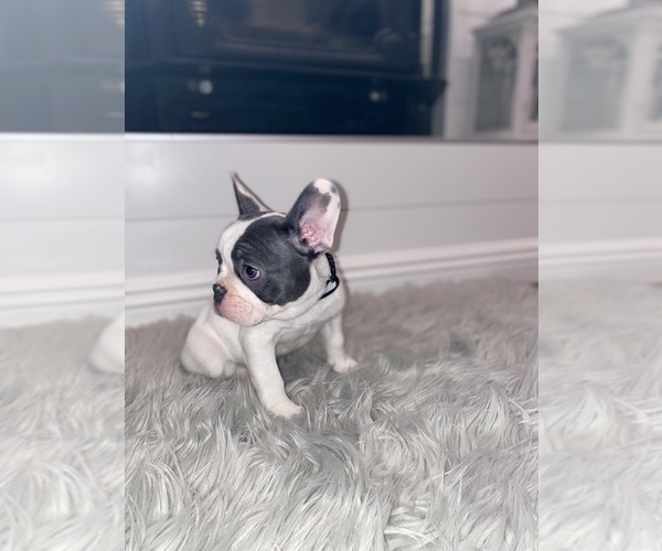 Medium Photo #7 French Bulldog Puppy For Sale in HOLLISTER, CA, USA