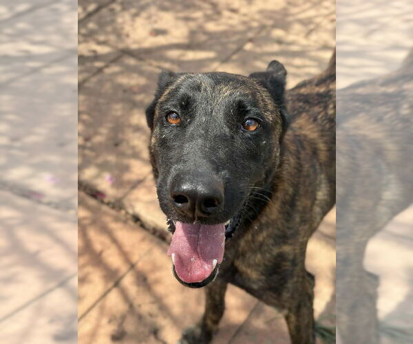 Medium Photo #3 Dutch Shepherd -Unknown Mix Puppy For Sale in Imlay City, MI, USA