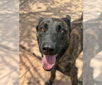 Small #2 Dutch Shepherd  Mix