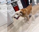 Small #5 Labrador Retriever Mix