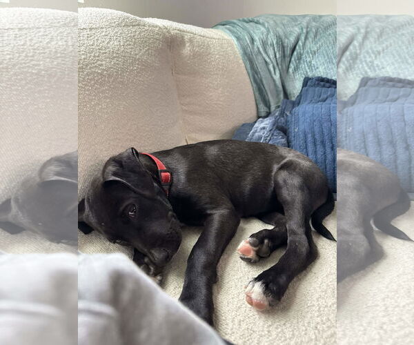 Medium Photo #6 Labrador Retriever-Unknown Mix Puppy For Sale in Holly Springs, NC, USA