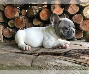French Bulldog Puppy for sale in BAL HARBOUR, FL, USA