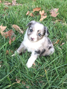 Medium Photo #1 Miniature Australian Shepherd Puppy For Sale in TRENTON, GA, USA