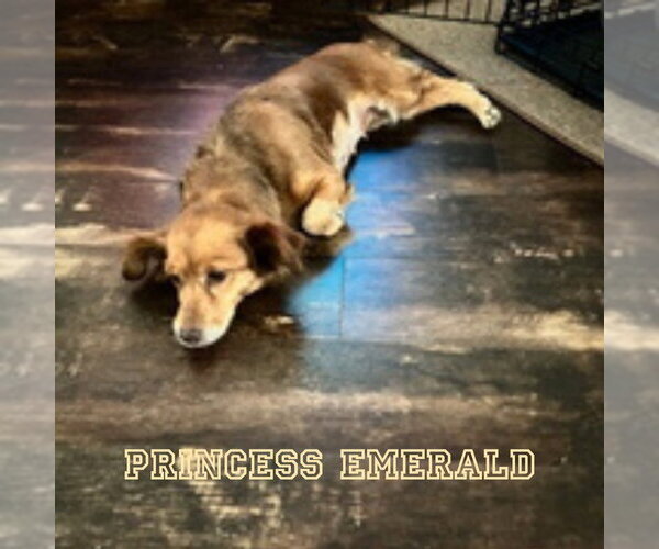 Medium Photo #5 Chiweenie Puppy For Sale in San Antonio, TX, USA