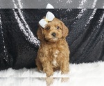Puppy Quino F1B Cavapoo