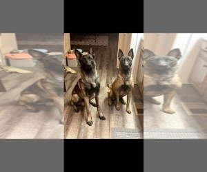 Belgian Malinois Puppy for sale in HUNTSVILLE, TX, USA