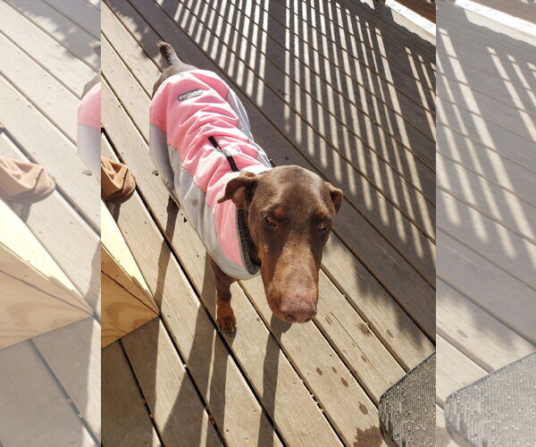 Medium Photo #8 Doberman Pinscher Puppy For Sale in Buffalo, MN, USA