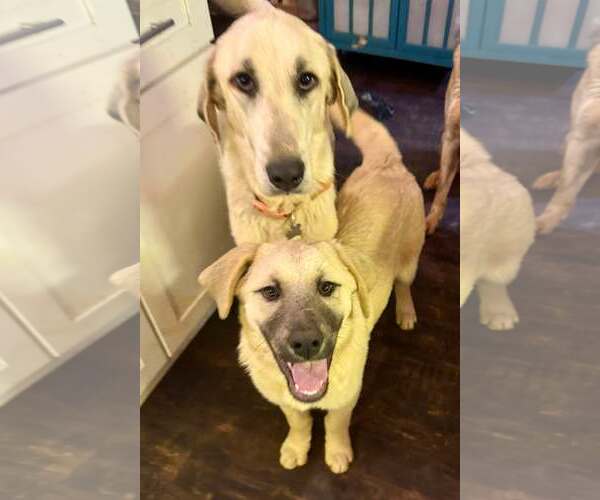 Medium Photo #3 Anatolian Shepherd-Great Pyrenees Mix Puppy For Sale in Higley, AZ, USA