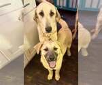 Small #2 Anatolian Shepherd-Great Pyrenees Mix