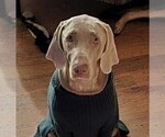 Small Photo #1 German Shepherd Dog-Weimaraner Mix Puppy For Sale in PALMETTO, FL, USA