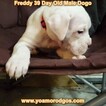 Small Photo #109 Dogo Argentino Puppy For Sale in PINEVILLE, MO, USA