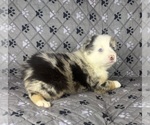Small Photo #49 Australian Shepherd Puppy For Sale in SALISBURY, NC, USA