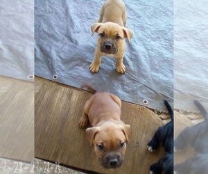 Medium Bulldog Mix