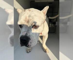 American Pit Bull Terrier Dogs for adoption in Houston, TX, USA