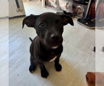 Small #1 American Staffordshire Terrier Mix