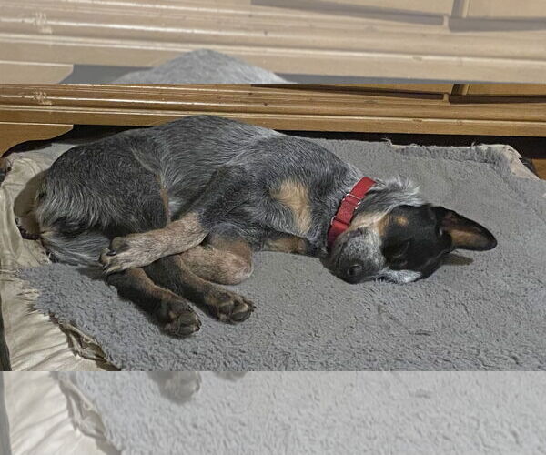 Medium Photo #4 Mutt Puppy For Sale in Garden City, NY, USA