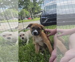 Small #1 Labrador Retriever Mix